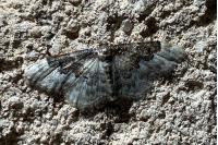 Idaea rusticata