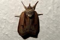 Nycteola revayana