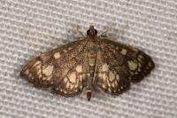 Anania stachydalis
