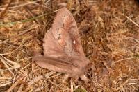 Dendrolimus pini pini