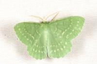 Geometra papilionaria