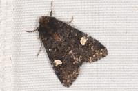 Melanchra persicariae