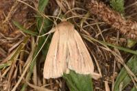 Mythimna impura