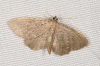 Philereme vetulata