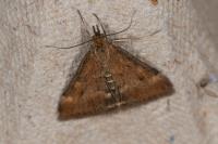 Pyrausta despicata