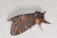 Notodonta dromedarius