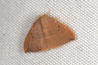 Watsonalla binaria