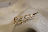 Catoptria falsella