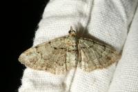 Pasiphila rectangulata