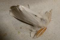 Euproctis chrysorrhoea