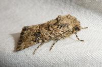 Anarta pugnax