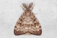 Lymantria dispar