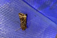 Autographa pulchrina