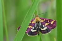 Pyrausta purpuralis