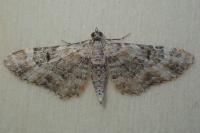 Eupithecia pulchellata