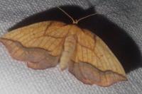 Epione repandaria