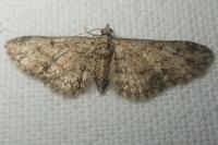 Eupithecia inturbata