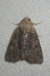 Oligia latruncula