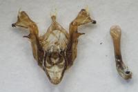 Oligia latruncula