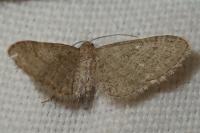 Eupithecia haworthiata