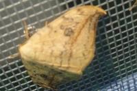 Drepana falcataria