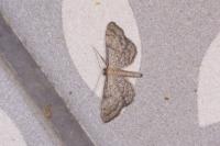 Idaea infirmaria