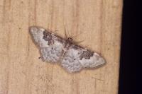 Idaea rusticata