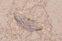 Idaea mediaria