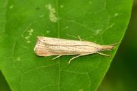 Agriphila straminella