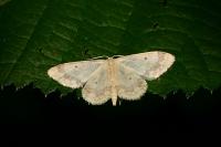 Idaea biselata