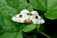 Abraxas sylvata