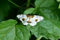 Abraxas sylvata
