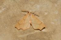 Ennomos quercinaria