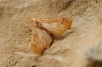 Ennomos quercinaria