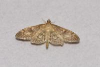 Anania lancealis
