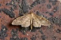 Anania lancealis
