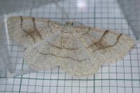 Adactylotis contaminaria