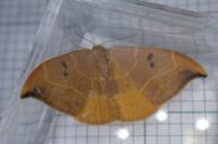 Watsonalla binaria