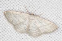 Idaea subsericeata