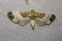 Eupithecia breviculata