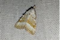 Nola aerugula