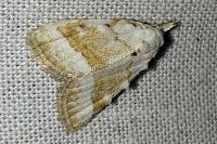 Nola aerugula