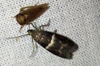 Elegia similella