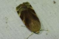 Noctua fimbriata