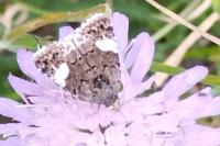 Tyta luctuosa