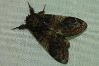 Notodonta tritophus