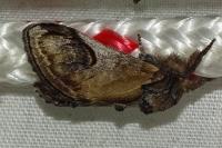 Notodonta ziczac