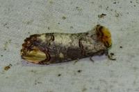 Phalera bucephala