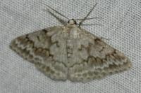 Pseudoterpna coronillaria