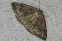 Pseudoterpna coronillaria